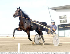 Perfect Sund och tränaren Timo Nurmos jagar revansch i Europaderbyt, efter galoppen i Svenskt Travderby. I sulkyn sitter Jorma Kontio och förstapriset är 2,5 miljoner svenska kronor. Foto: Thomas Blomqvist.