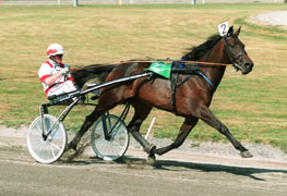 Till salu för 2,2 miljoner. Lovely Godiva, Prix dAmerique-tvåa.         Foto: Kanal 75