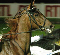 General du Lupin är en av Frankrikes bästa hästar. Men till Elitloppet kommer han inte. STC ger nämligen ingen dispens för att han ska få använda sitt lasso. Foto: Johan Lindberg.