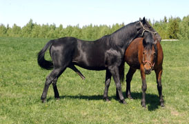 Mack Lobell uppvaktar sin nya tjej Peace Corps i hagen på Munsö.	Foto: Lars-Ove Pettersson