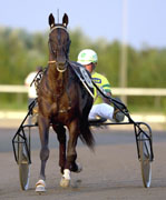 Civil Action representerar Italien i Elitloppet nästa helg. Femåringen har i år slutat trea i Lotteria-löpningen i Italien.Foto: Petri Johansson