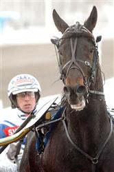 En stjärna på frammarsch. Papa Qui, här med Jörgen Sjunnesson i sulkyn, har tjänat 2,1 miljoner kronor. Foto: Petri Johansson