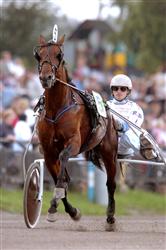 Tsar d'Inverne blev häst nummer 13 att bjudas in till Elitloppet. Foto: Thomas Blomqvist.