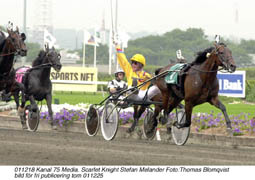 Årets häst i USA? Aldrig förr har en icke-amerikansk häst vunnit titeln, men Stefan Melanders Hambo-vinnare Scarlet Knight är i alla fall nominerad.                                          Foto: Thomas Blomqvist