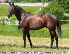 Hambletonianvinnaren Scarlet Knight är en av nio hästar som i slutet av veckan ska avelsvärderas på Axevalla.	Foto: Martin Langels/P&R
