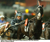 En segermaskin. Etain Royal är farlig för vilken motståndare som helst. På lördag tror Stig H på sin storstjärna på V75, men  han ser gärna att Etain Royal slipper ett Elitlopp över opassande sprinterdistans i år.                                                      Foto: Petri Johansson