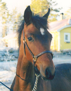 Åkerö, hingst född 2001. Presenteras i butiken, "Hästar till salu", av Södra Sjöänden Gård.