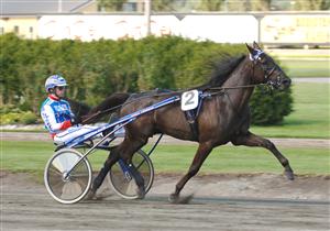 Maximal Value är favorit i Walter Lundbergs Memorial. Foto: Lars Jakobsson