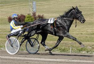 Garantido och Johnny B Karlsson är favoriter i superjackpoten i Östersund. Foto: Claes Kärrstrand