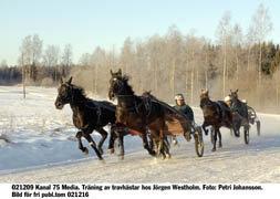 Jörgen Westholm är på väg mot sitt bästa år som travtränare. Med tre veckor kvar på året ser det ut som om fjolårets siffror ska passeras.	Foto: Petri Johansson