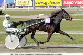 Brann inne. Femårige Agobra Opus, här med kusken Juhani Partanen i sulkyn, vann fyra lopp på 16 starter förra året.Foto: P & R