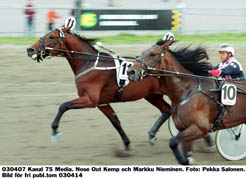 Nose Out Kemp är en halvbror till stjärnan B.W.T. Magic och han vansläktas inte. I år är fyraåringen obesegrad och tränaren Markku Nieminen är optimist inför onsdagens start på V65.Foto: Pekka Salonen
