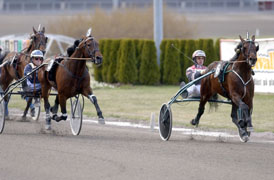 Saken är klar. Efter tappet i starten kan Scarlet Knight inte gå i närkamp med From Above.    Foto: Thomas BlomqvistMot Elitloppet. From Above och Örjan Kihlström fick spår utvändigt om Scarlet Knight i The Onions lopp på Solvalla, men vann startrusningen, och loppet, ändå.Foto: Thomas Blomqvist
