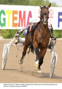Palmer Zonett i gulddivisionen på Bodentravet. Tränaren Robert Bergh tycker att båda hästarna ska räknas med vinstchans.Foto: Thomas Blomqvist