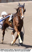 Sveriges bästa sto. Hilda Zonett har glorian lite på sned efter galopper i Jubileumspokalen på Solvalla och Sundsvall Open Trot. Men på Solänget kan hon bli favorit till segern.Foto: Thomas Blomqvist
