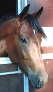 Shergar Boko - finalist i Svenskt Travkriterium 2003.