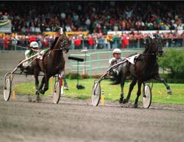 Copiad, här i minnesvärd upploppsduell motPine Chip i Elitloppet. Copiad - framröstadsom Sveriges bästa hingst/valack genom tiderna.