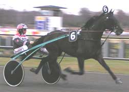 Shergar Boko, stallets näst vinstrikaste häst 2003.