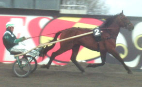 Sharky Boko stallets näst vinstrikaste.