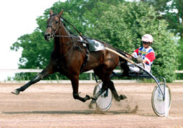 Till salu för 2,2 miljoner. Ina Scot, vinnare av Prix dAmerique.            Foto: Kanal 75