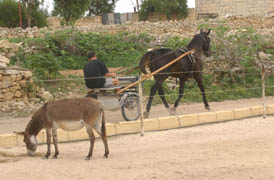 Tan-Niger Stables är en av få gårdar på Malta med egen rundbana. Här joggas Darjeeling av tränaren Mario Farrugia.	Foto: Petri Johansson