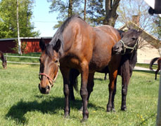 Två vinnare av Elitloppet, Peace Corps och Mack Lobell, myser tillsammans i hagen på Munsö.	Foto: Lars-Ove Pettersson