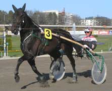Tarzan Boko till start på Solvalla 5 juli.