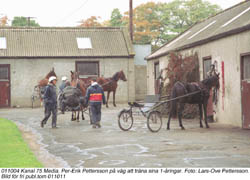 Ettåringar på väg ut för ett träningspass på Irish Trotting Centre. Det regnar ofta på den gröna ön och det gäller att vara rätt klädd.	Foto: Lars-Ove Pettersson