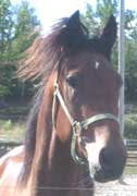 Shergar Boko ser fram emot vintern?