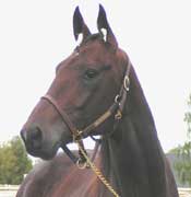 Hemlock