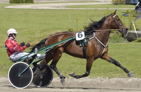Calvin Capar har återigen dragit Svarte-Petter i spårlottningen.Lady de Villeneuve är en dam med stora resurser.Foto: Claes Kärrstrand