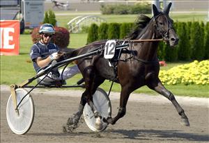 Ägaren Hardy Nilsson hoppas mycket på sin Nester Sund på onsdag i Hästägarkannan i V65 på Solvalla. I sulkyn sitter tränaren Stig H Johansson. Foto: Kanal 75