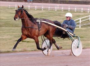 Finfin i måndagsjobbet. Naglo var mångas Prix d'Amerique-favorit i fjol. Skräller han i år? Foto: Thomas Blomqvist