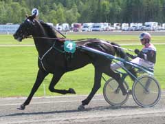 Fasching gör comeback på Solvalla idag efter ett kortare tävlingsuppehåll.foto: Annika Lindblom/Travkompaniet