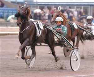 Bildsköne fuxen Indian Trail är en av favoriterna i veckans V75-omgång. Foto: Thomas Blomqvist