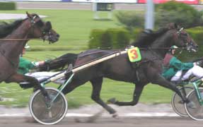 Shergar Boko med Naglo bakom sig, två hingstar som just nu tränas på Grosbois.