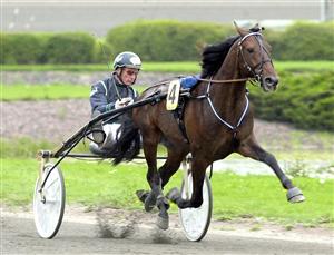 Stig H Johanssons Digger Crown är klar för Elitloppet. Därmed är Scarlet Knight uan kusk. Foto: Kanal 75