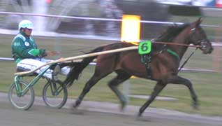 Jungleroar är en häst som Stefan spår en god framtid.Foto: Annika Lindblom