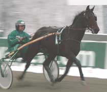 Kippis