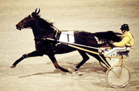 Mr Ego, född 1967, en av Berts många framgångsrika hästar. Mr Ego gjorde 331 starter, varav hela 84 slutade med seger samt 73 andraplatser och  42 tredjeplatser. 845.000 kronor sprang han in under karriären på 70-talet. Imponerande.