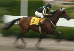 Energetic trivs bra i monté men man ska komma ihåg att han startat i två Elitlopp och lika många Prix d'Amerique.Foto: Annika Lindblom