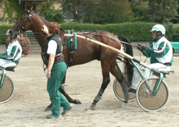 Jocose som här klappas om efter sitt senaste snabbjobb på Solvalla.