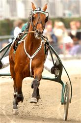 Jocose imponerade stort i sin senaste start på Solvalla. Foto: Thomas Blomqvist.