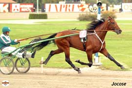 Jocose har utvecklats mycket fint i år och även han vill ha ett ord med i leken när det talas tänkbara derbysegrare.Foto: Anniks Lindblom