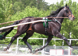 Tycoon Boko till salu!