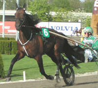 Sharky Boko på auktion i Deauville.