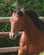 Shergar Boko, "blåblodig" son till Viking Kronos.
