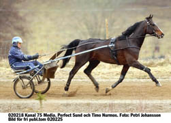 Ett derbyhopp för Nurmos. Perfect Sund är en av Sveriges bästa fyraåringar och kan ge Timo Nurmos sin första blågula derbyseger.Foto: Petri Johansson