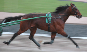 Redneck Lavec söker revansch i kväll efter två galopp misslyckanden.Foto: Annika Lindblom