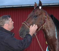 Stefan klappar om sin Elitloppshäst, Jocose